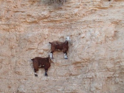 Top 12 Mountain Goats In A Miserable Position While Climbing A Cliff-3