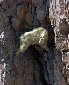 Top 12 Mountain Goats In A Miserable Position While Climbing A Cliff-4