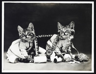Old Is Gold-Amazing Cat Fashion From 1915 -