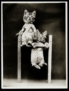 Old Is Gold-Amazing Cat Fashion From 1915 -12
