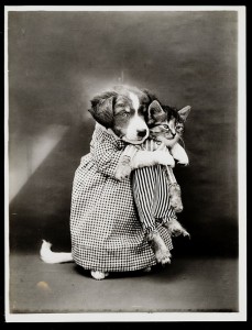 Old Is Gold-Amazing Cat Fashion From 1915 -15
