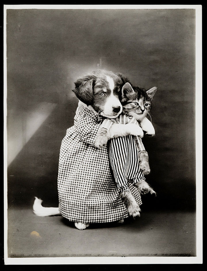 Old Is Gold-Amazing Cat Fashion From 1915 (Photo Gallery)
