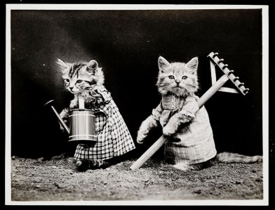 Old Is Gold-Amazing Cat Fashion From 1915 -16