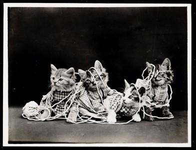 Old Is Gold-Amazing Cat Fashion From 1915 -6