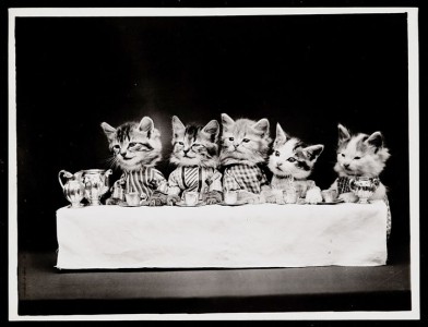 Old Is Gold-Amazing Cat Fashion From 1915 -7