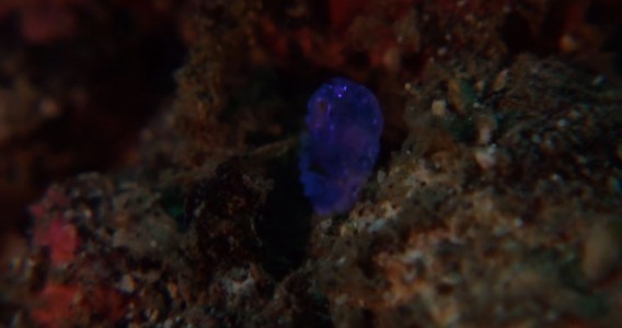 A Tiny Irridescent Sea Sapphire-2