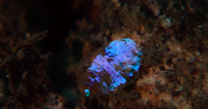 A Tiny Irridescent Sea Sapphire-3