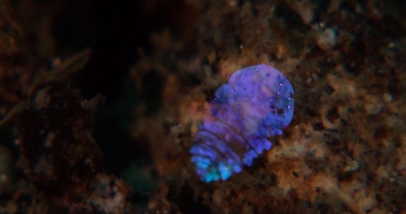 A Tiny Irridescent Sea Sapphire-4