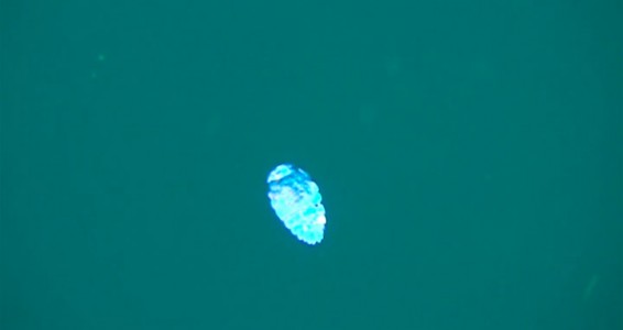 A Tiny Irridescent Sea Sapphire-5