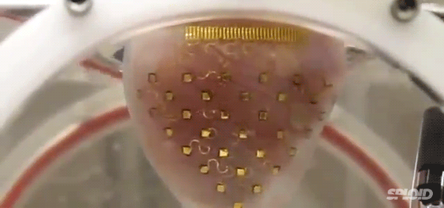 This Membrane Can Make Human Heart Beat Outside Of body (Video)