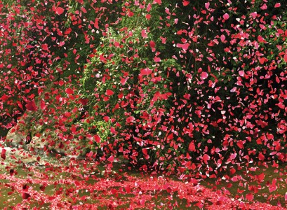 Amazing Spectacle 8000000 Flower Petals Falling On A Small Village-2