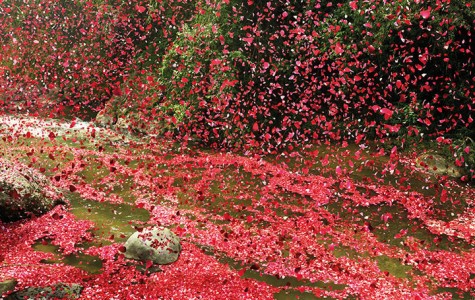 Amazing Spectacle 8000000 Flower Petals Falling On A Small Village-5