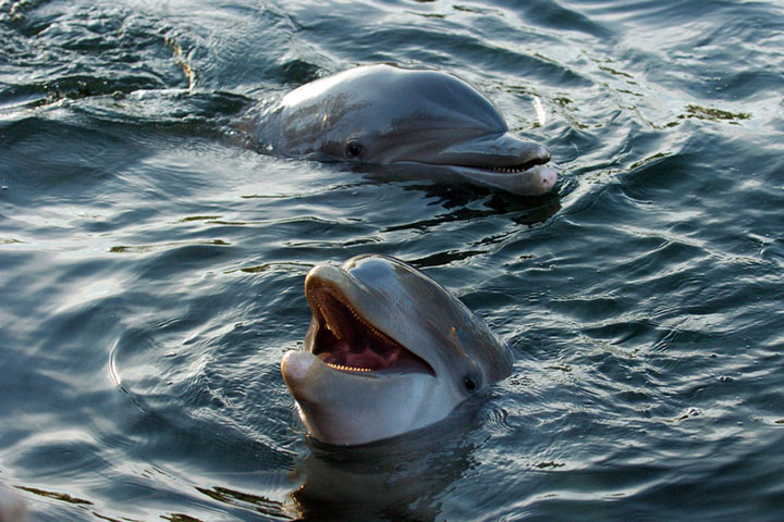 New Breakthrough: First Word Of Dolphin Language Translated By A Computer-2