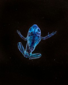 Reliquaries: Stunning Portraits Reveal Malformations In Frogs And Tadpoles-