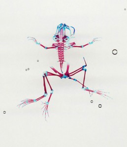 Reliquaries: Stunning Portraits Reveal Malformations In Frogs And Tadpoles-10