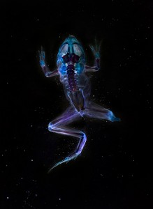 Reliquaries: Stunning Portraits Reveal Malformations In Frogs And Tadpoles-2