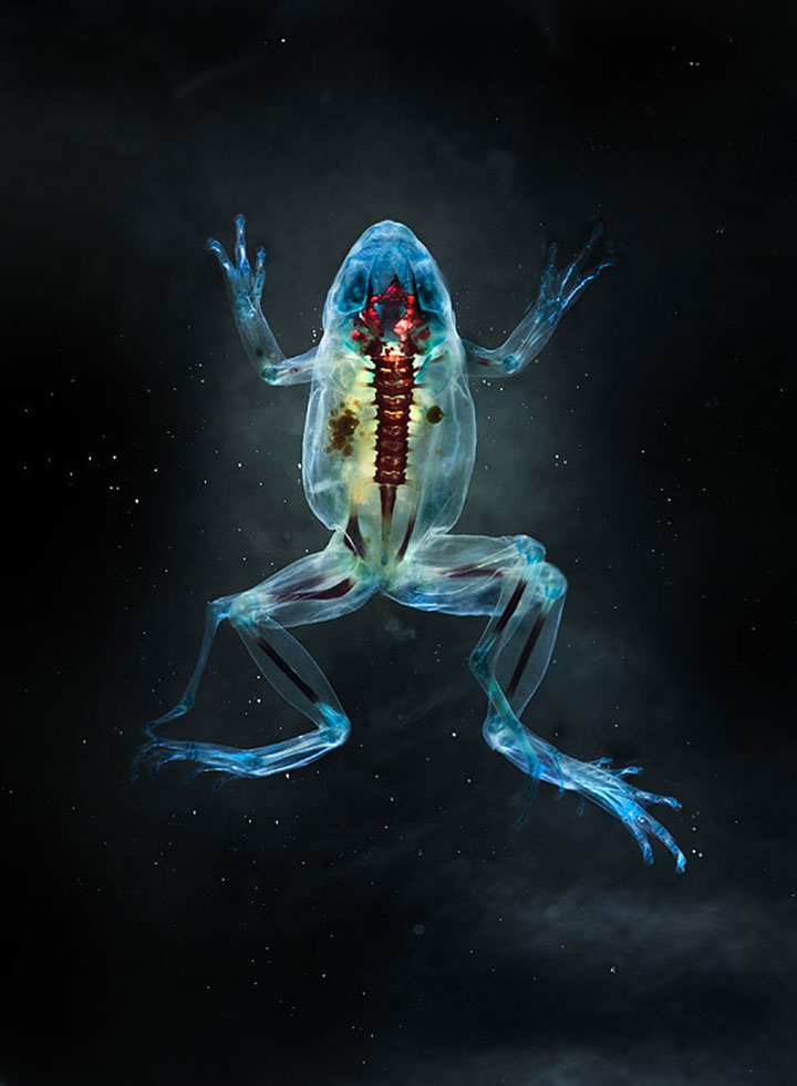Reliquaries: Stunning Portraits Reveal Malformations In Frogs And Tadpoles