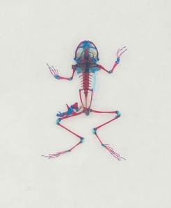 Reliquaries: Stunning Portraits Reveal Malformations In Frogs And Tadpoles-5