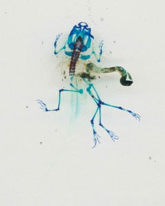 Reliquaries: Stunning Portraits Reveal Malformations In Frogs And Tadpoles-7
