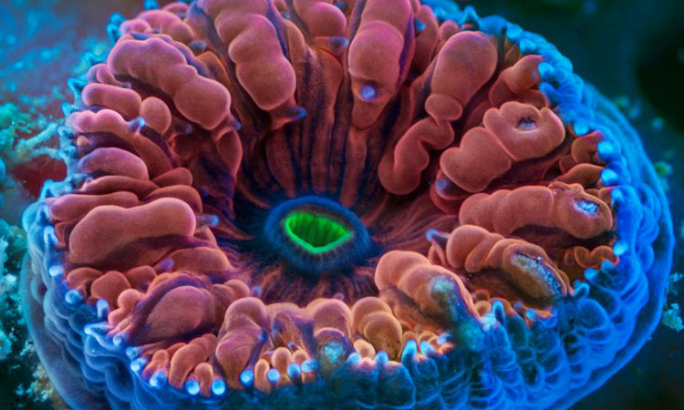 Researchers Discover AIDS Blocking Protein In Australian corals
