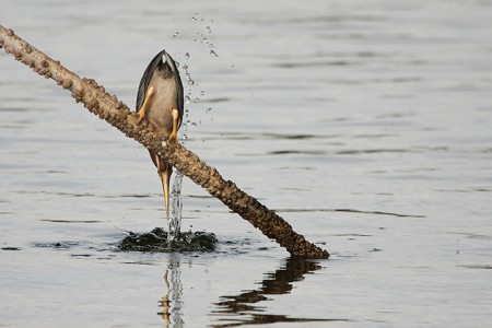 A Bird Uses An Ingenious Strategy To Catch Fish Using A Piece Of Bread (Video)-1