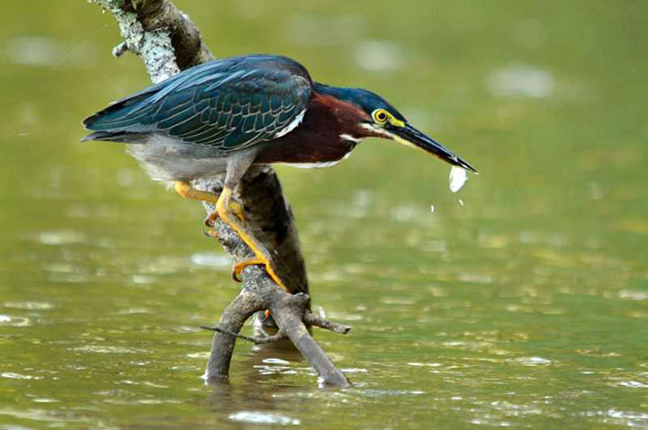 A Bird Uses An Ingenious Strategy To Catch Fish Using A Piece Of Bread (Video)