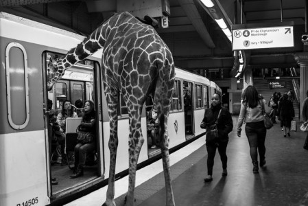 Animals Of Savannah In Paris Metro-12