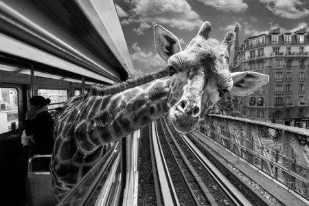 Animals Of Savannah In Paris Metro-4