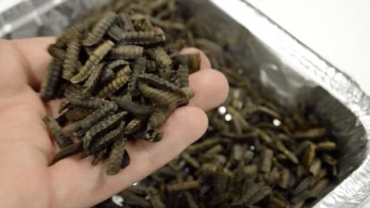 Insect Liquefied food