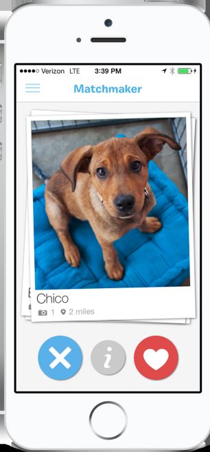 BarkBuddy: An App like Tinder Swipe for Dogs’ Match-Up