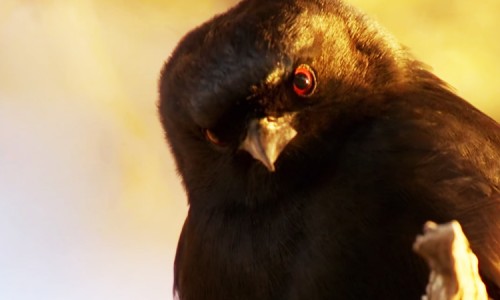 Spangled Drongo Steals Food Of Other Animals By Faking Their Distress Cries-1