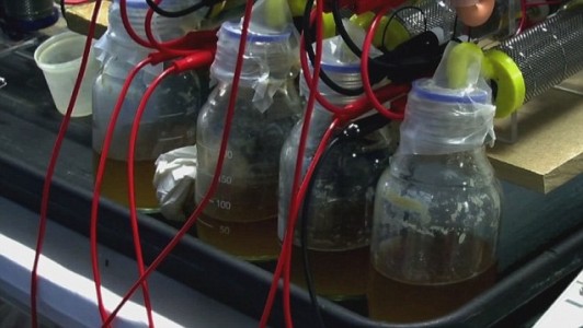 Human urine in fuel cells
