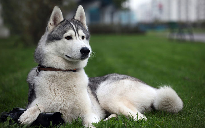 Spain Husky-Most Beloved Dog Breeds Worldwide-