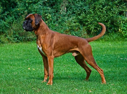 UK-Boxer-Most Beloved Dog Breeds Worldwide-1