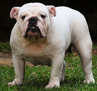 English Bulldog-Argentina-Most Beloved Dog Breeds Worldwide-12