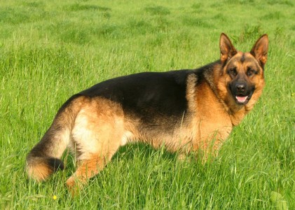 India-German Shephard-Most Beloved Dog Breeds Worldwide-18