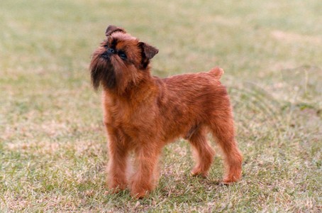 Italy-Griffin-Most Beloved Dog Breeds Worldwide-2
