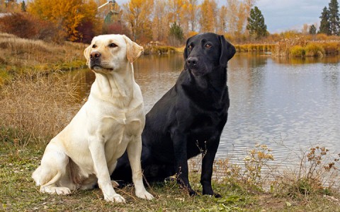 Canada-Labrador-Most Beloved Dog Breeds Worldwide-21