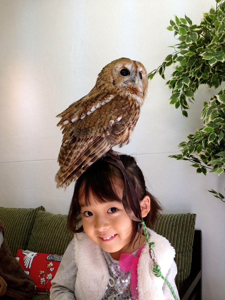 An Unusual Owl Bar Where You can Drink Coffee While Cuddling Owls