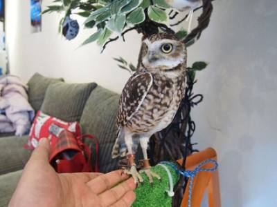 An Unusual Owl Bar Where You can Drink Coffee While Cuddling Owls-14