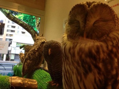 An Unusual Owl Bar Where You can Drink Coffee While Cuddling Owls-7
