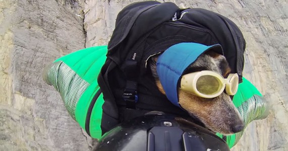 Whisper: World's First Dog To Enjoy BASE Jumping With His Master-1