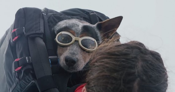 Whisper: World's First Dog To Enjoy BASE Jumping With His Master-2