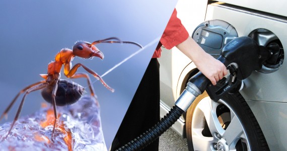 French Researchers Use Ant Secretions To Make Green Fuel-