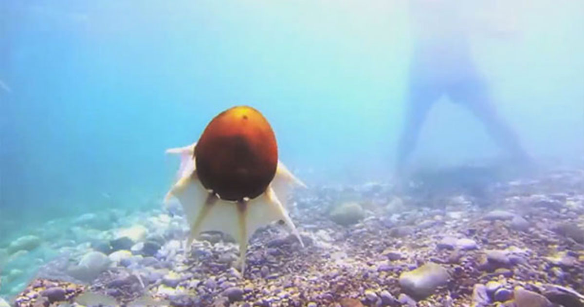 Greek Scientists Design Octopus Inspired Robot That Moves Fast Under Water-2