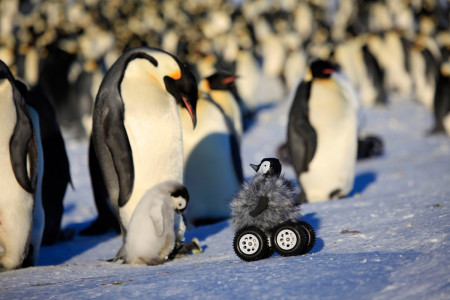 Can We Use Robots To Protect Penguins From Extinction?-3