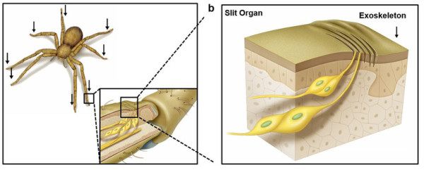 Inspired From Spider Legs Scientists Develop A High Precision Sound Sensor-