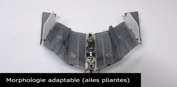 DALER-A bat inspired robot that can fly and move on the ground-2