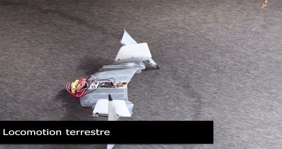 DALER-A bat inspired robot that can fly and move on the ground-9