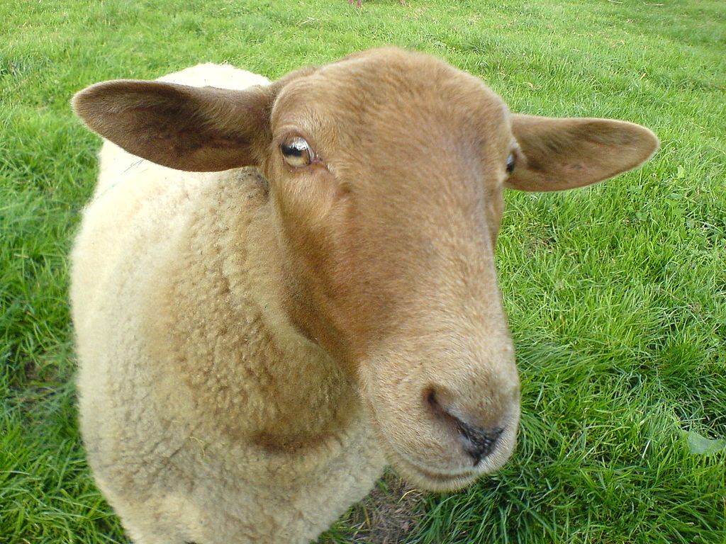 Scientists Use Sheep To Provide Internet Access In The Countryside